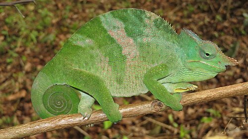 Chameleon